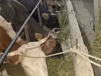 Vaca, Raza Alatau — foto 5