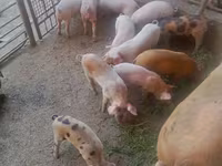 Pigs (batch, sex not specified), Pigs — photo 3