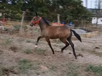 母马, Lipizzaner — 照片 3