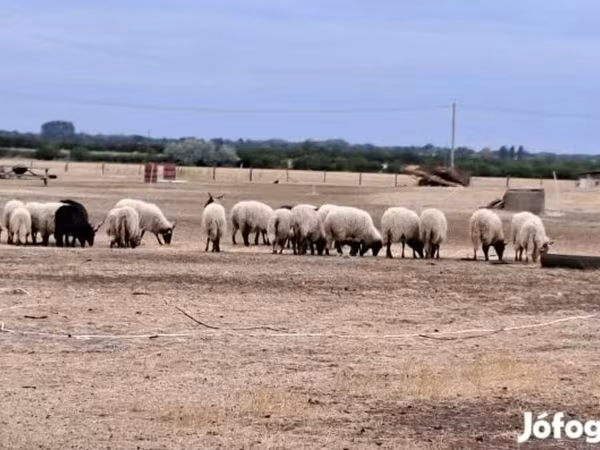 Kos, Racka sheep — Magyarország