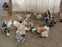 Bantam japonesa — foto 4