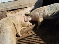 母猪, Pigs — 照片 3