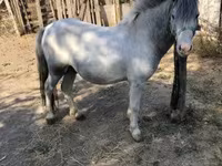 公马, Horses — 照片 5