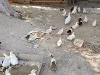 pato criollo doméstico — foto 1
