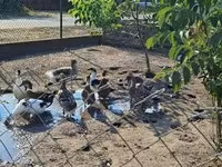 Ducks — الصورة 3