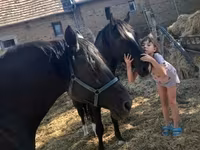 Hing, Nonius horse — 3. fotó