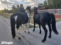 公马, Horses — 照片 1