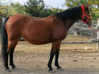 Klisna, Hungarian horse breed — foto 3