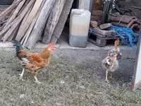 Chickens — 6-сурет