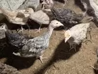 Turkeys — Foto 4