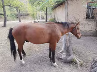 Cavalo, Karachay horse — foto 6