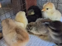 Pekin Bantam — foto 2