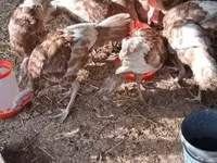 Turkeys — foto 3