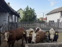 सांड, लिमोज़िन गाय — फ़ोटो 4