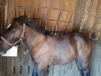 Horse (M), Hungarian horse breed — photo 1