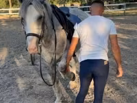 公马, Horses — 照片 4