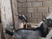 Bak, LaMancha goats — 3. fotó