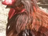 Chickens — foto 2