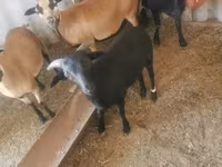 Bode, Cabras — foto 4