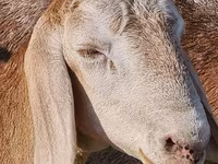 Beran, Arashan sheep — foto 3