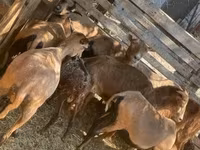 Schaf, Cameroon sheep — Foto 4