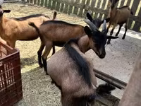 Kozioł, Alpine goat — zdjęcie 1