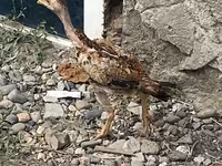 إنديان جيم — الصورة 4