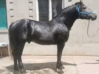 Kůň, Koně — foto 2
