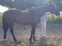 Horse (M), Horses — photo 5