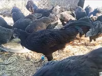 Ayam Cemani — photo 7