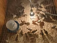 Chickens — foto 3