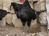Australian Pit Game fowl — photo 2