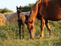 Caballo, Hungarian horse breed — foto 4