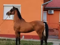 公马, Dutch warmblood horse — 照片 7