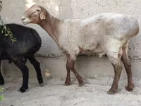 Kos, Juhok — 6. fotó