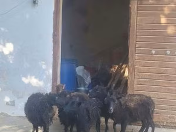 भेड़, Ouessant sheep — हंगरी