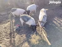 मादा सूअर, Вьетнамская вислобрюхая — फ़ोटो 3