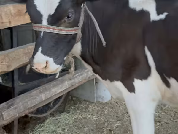 Cow, Holstein breed