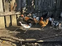 ससेक्स — फ़ोटो 6
