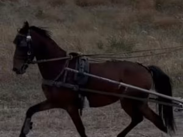 Hing, Hackney horse — Magyarország