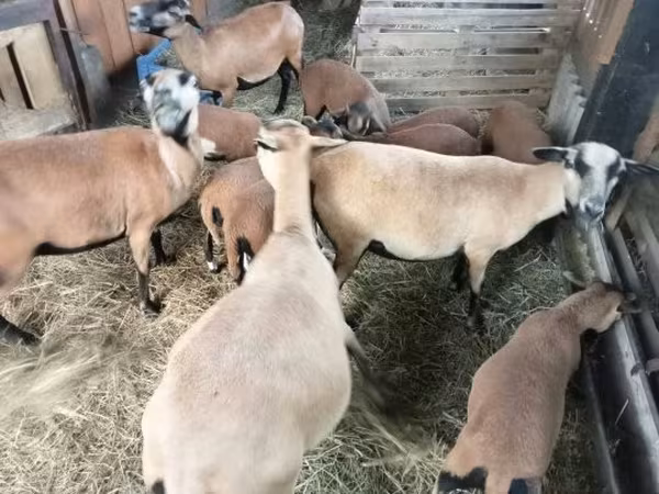 母羊, Cameroon sheep