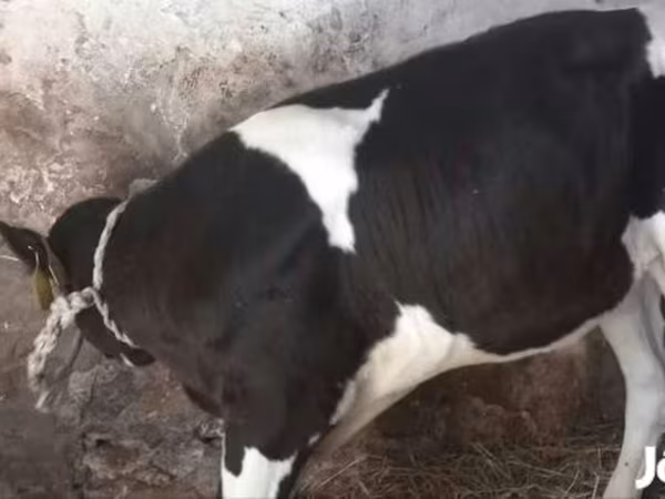 Bika, Holstein fajta — Magyarország