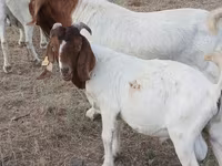 تيس, Boer goat — الصورة 3