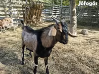 母山羊, Nubian Goat — 照片 7