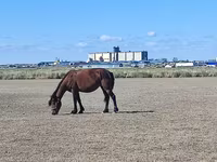 Madyan, Horse breed — foto 2
