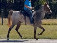 Horse (M), Rocky Mountain Horse — photo 8