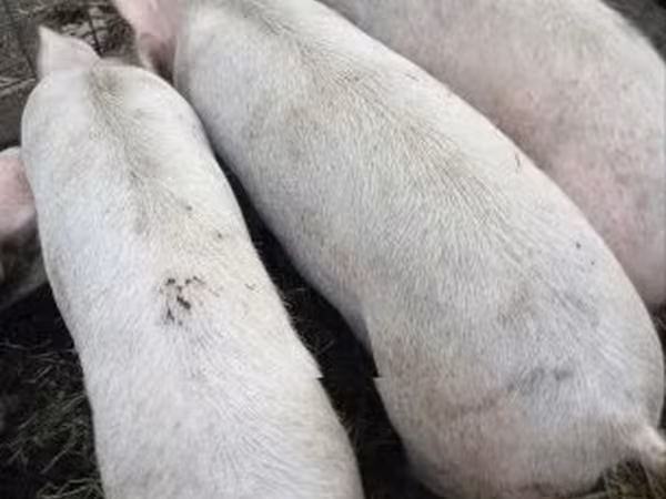 Verrat, Porcs — Hongrie