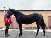 Klisna, Akhal-Teke — foto 6