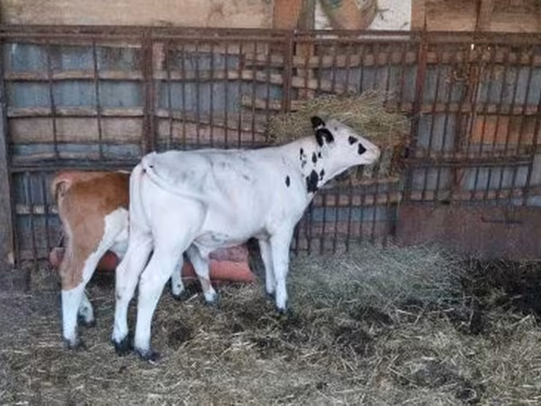 Bika, Holstein fajta — Magyarország