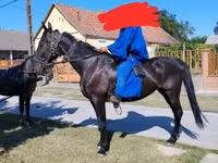 Stute, Nonius horse — Foto 1